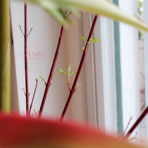 (Hoa Lẻ) Cành Cornus/ Liễu Đỏ Nhập Khẩu