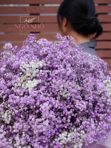 Bó Hoa Babi Tím Nhập Khẩu 3712