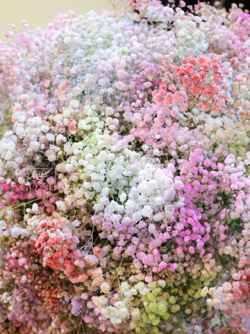 Bó Hoa Babi Rainbown Nhập Khẩu 808