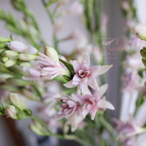 (Hoa Lẻ) Hoa Huệ Hồng Siêu Thơm Nhập Khẩu