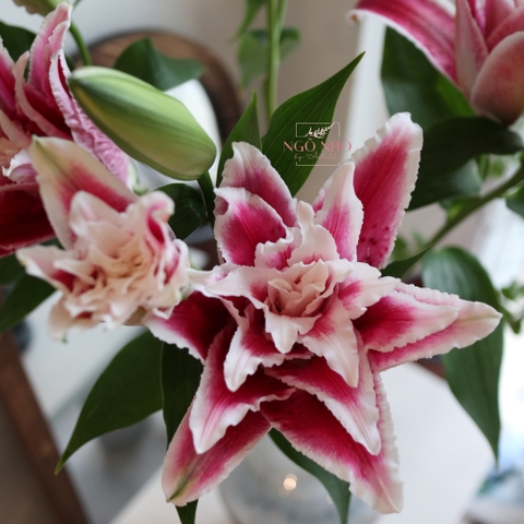 (Hoa lẻ) Hoa Ly Kép Hồng & Trắng