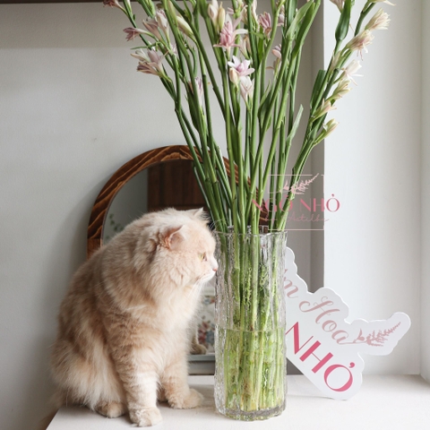 (Hoa Lẻ) Hoa Huệ Hồng Siêu Thơm Nhập Khẩu