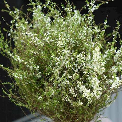 Tuyết mai Thunbergii (Nhật Bản) cành size 100cm