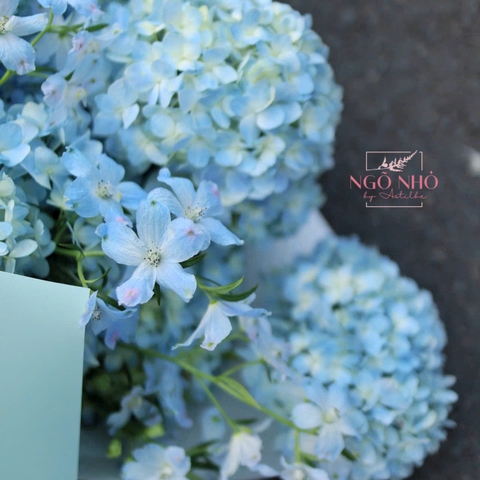Bó cẩm tú cầu xanh dương mix delphinium