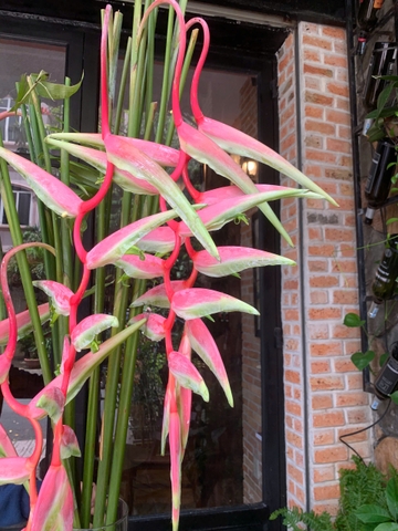 Chuối pháo sexy pink