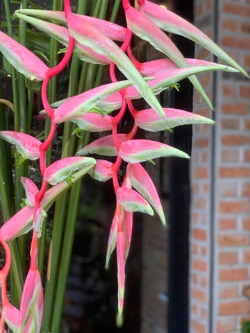 Chuối pháo sexy pink