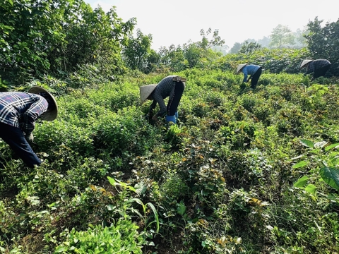 Trà Lá Bạc Hà Sấy Karose