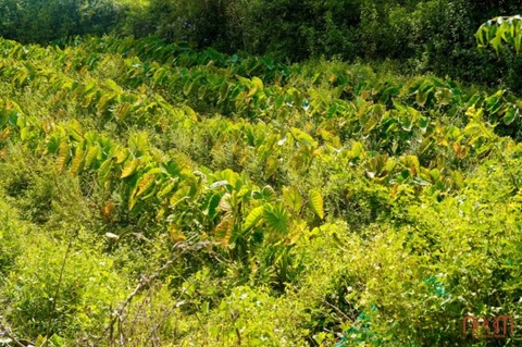 Chè đậu xanh (đường Noom, đậu xanh giống thuần chủng, khoai môn Noom)