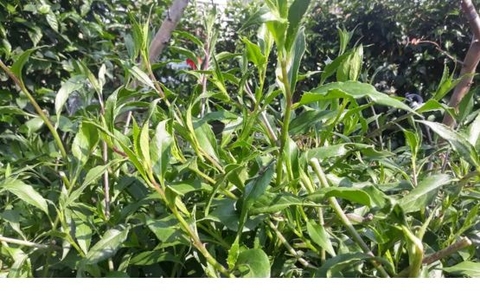 Rau rừng Gia lai - G27 Green Farm