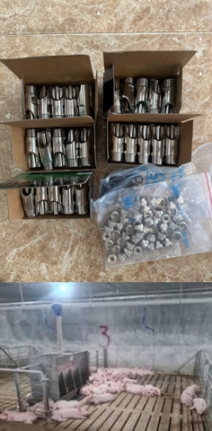 Câu chuyện từ trại heo 100 con: Vì sao chọn núm uống nước tự động cho heo cũng là cả một nghệ thuật?