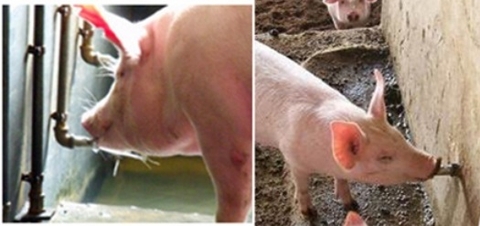 Hướng Dẫn Lựa Chọn & Lắp Đặt Núm Uống Nước Tự Động Cho Heo Hiệu Quả