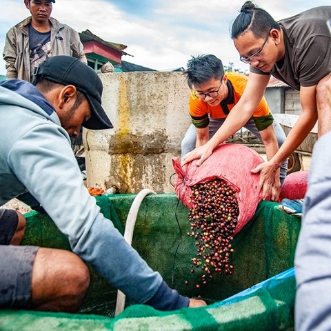 FINE ROBUSTA UCK FARM