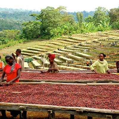 ETHIOPIA BANKO WASHED - YIRGACHEFFE G1 GEDEB GOTTITI