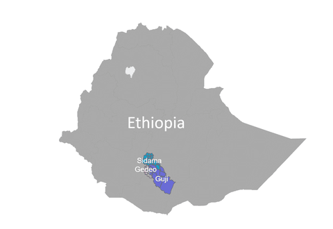 ETHIOPIA GUJI GELANA GESHA G1