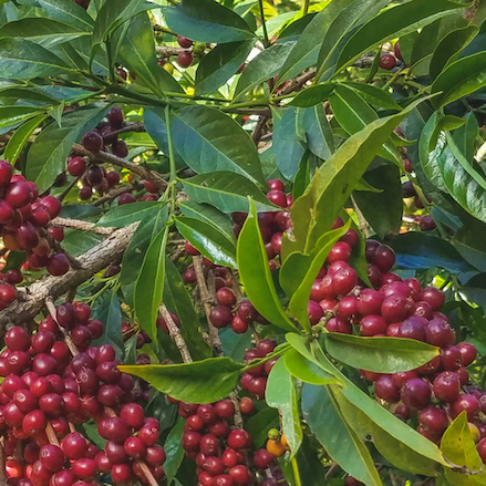 ETHIOPIA HAMBELA BUKU ABEL G1