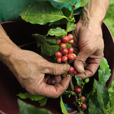 COLOMBIA SYDRA FINCA EL DIVISO HUILA ANAEROBIC NATURAL