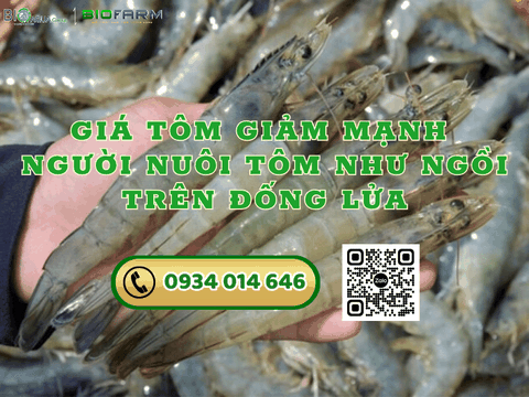 GIÁ TÔM GIẢM MẠNH NGƯỜI NUÔI TÔM NHƯ NGỒI TRÊN ĐỐNG LỬA