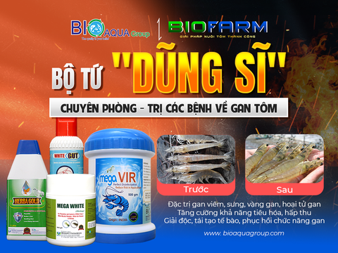 BỘ 4 SẢN PHẨM ĐIỀU TRỊ BỆNH GAN TÔM HIỆU QUẢ BÀ CON KHÔNG THỂ BỎ QUA