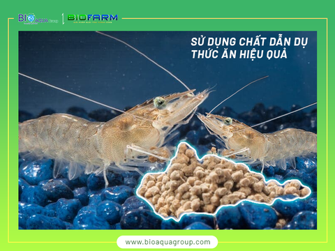 Ảnh hưởng của các chất dẫn dụ đến khả năng tăng trưởng và sử dụng thức ăn trên tôm thẻ chân trắng