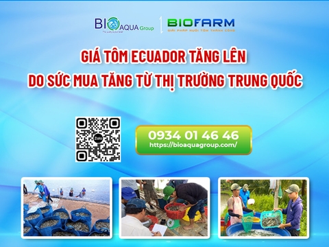 GIÁ TÔM ECUADOR TĂNG LÊN DO SỨC MUA TĂNG TỪ THỊ TRƯỜNG TRUNG QUỐC