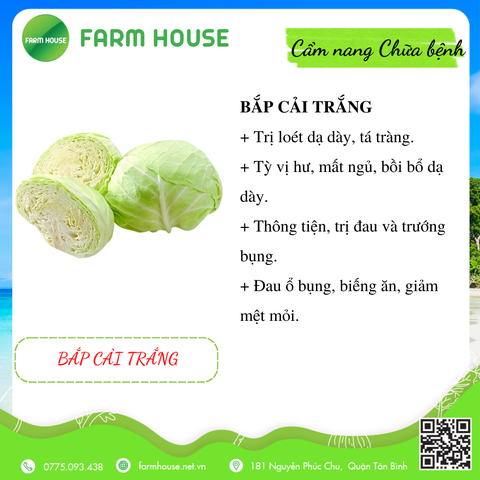 [Cẩm nang Rau củ chữa bệnh] Bắp Cải Trắng