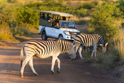 Chiêm ngưỡng Big Five ở vườn quốc gia Nam Phi - Pilanesberg Safari