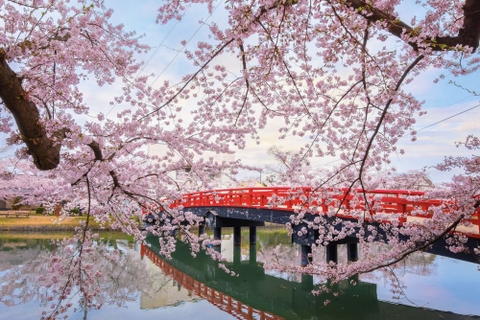 Tour Nhật Bản: Ngắm Hoa Anh Đào Trên Cung Đường Mùa Xuân