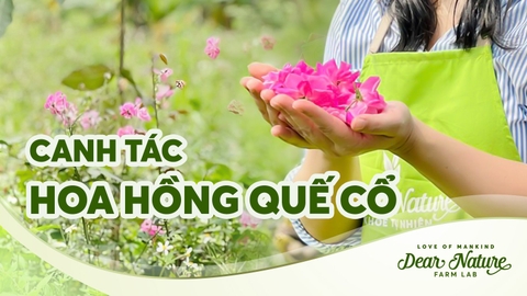 Vườn hoa hồng quế cổ tại Dược Trang Viên Dear Nature - Thiên đường cho ong lấy mật