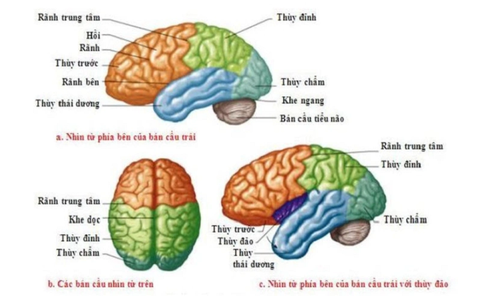 TÌM HIỂU CÁC VÙNG CỦA ĐẠI NÃO
