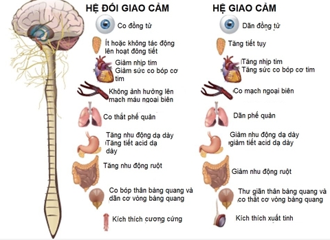Thiền định loại bỏ stress, trầm cảm tận hưởng cuộc sống