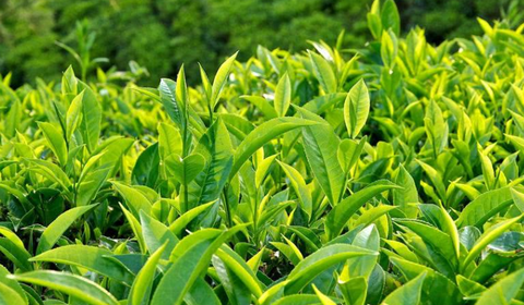 Uống những cây này hết ngay stress