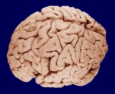 1 người có cần tiêm cả 2 loại vắc xin viêm não mô cầu Menactra và Mengoc BC không?