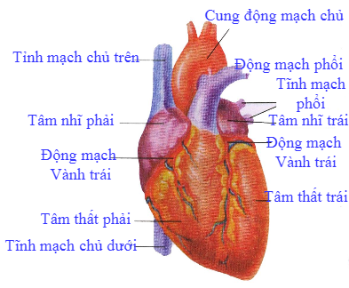 Ba loại mạch máu chính trong cơ thể là gì?
