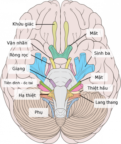 Các triệu chứng do rối loạn lo âu gây nên