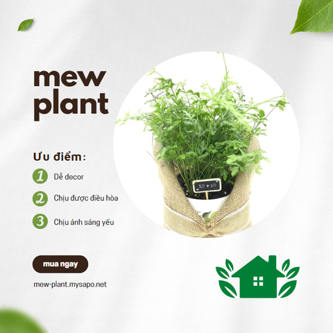 Kilaz lá nhỏ