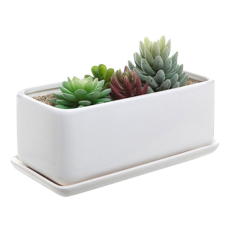 Bể sen đá nhiều loại đặc sắc