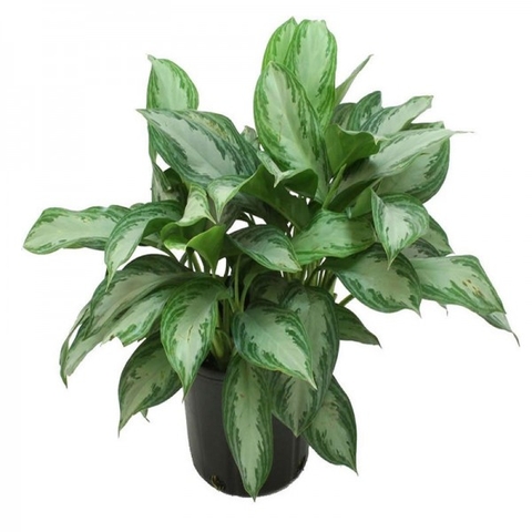 Địa lan Ý là xanh trắng đột biến gen