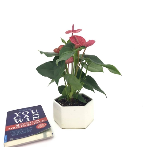 Hạc hồng lan - Chậu tròn - Chậu lục giác