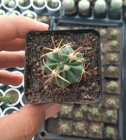 Xương rồng ánh dương