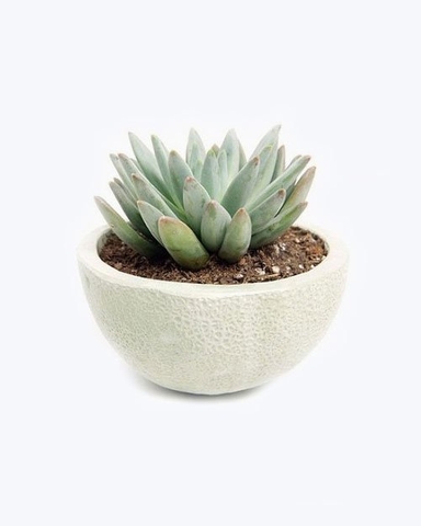 Sen đá bông thóc