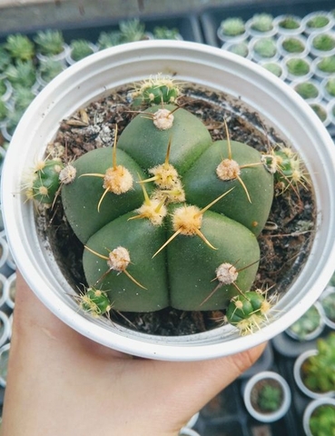 Xương rồng bánh bao