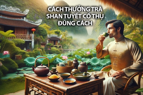 Thưởng trà Shan Tuyết Cổ Thụ đúng cách