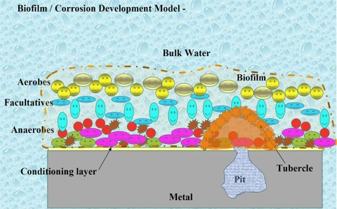 Hình Minh họa quá trình hình thành màng sinh học và ăn mòn do vi sinh vật (MIC)