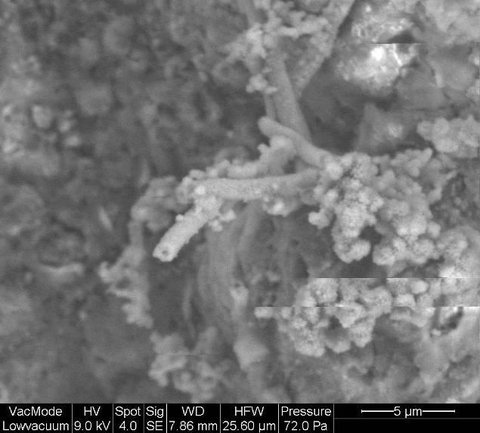 Ảnh SEM đại diện cho vi khuẩn trên bề mặt thép ăn mòn – có thể là Leptothrix ochracea.