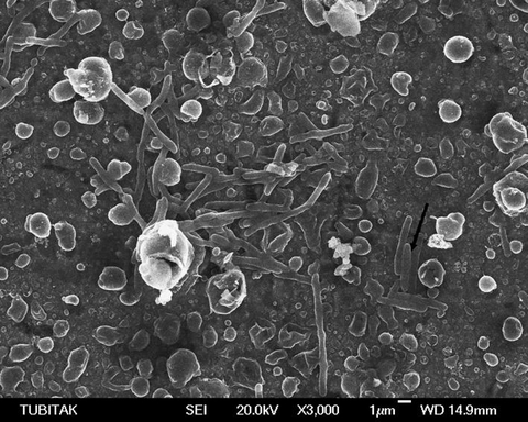 Ảnh SEM của vi khuẩn khử sulfate Desulfovibrio sp. trên bề mặt thép mạ kẽm sau 8 giờ ủ.