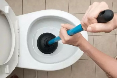 Cây thụt bồn cầu và những điều bạn nên biết