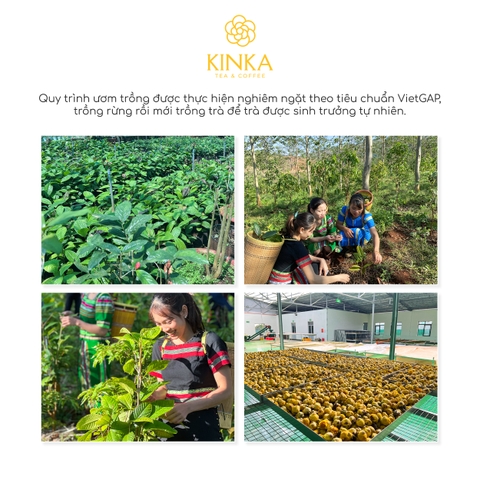 DIABETEA - Trà Hoa Vàng Gia Lai & Dây Thìa Canh