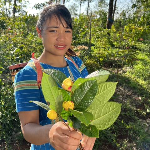 KINKA - TINH HOA TRÀ HOA VÀNG