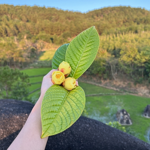 KINKA - TINH HOA TRÀ HOA VÀNG