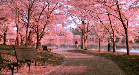 Nhật Bản – Xứ sở Hoa Anh Đào, có một mùa hoa đẹp đến 